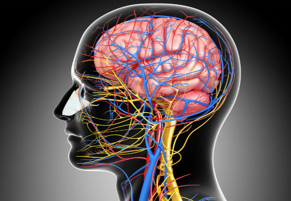 การทำงานของเซลล์ประสาท